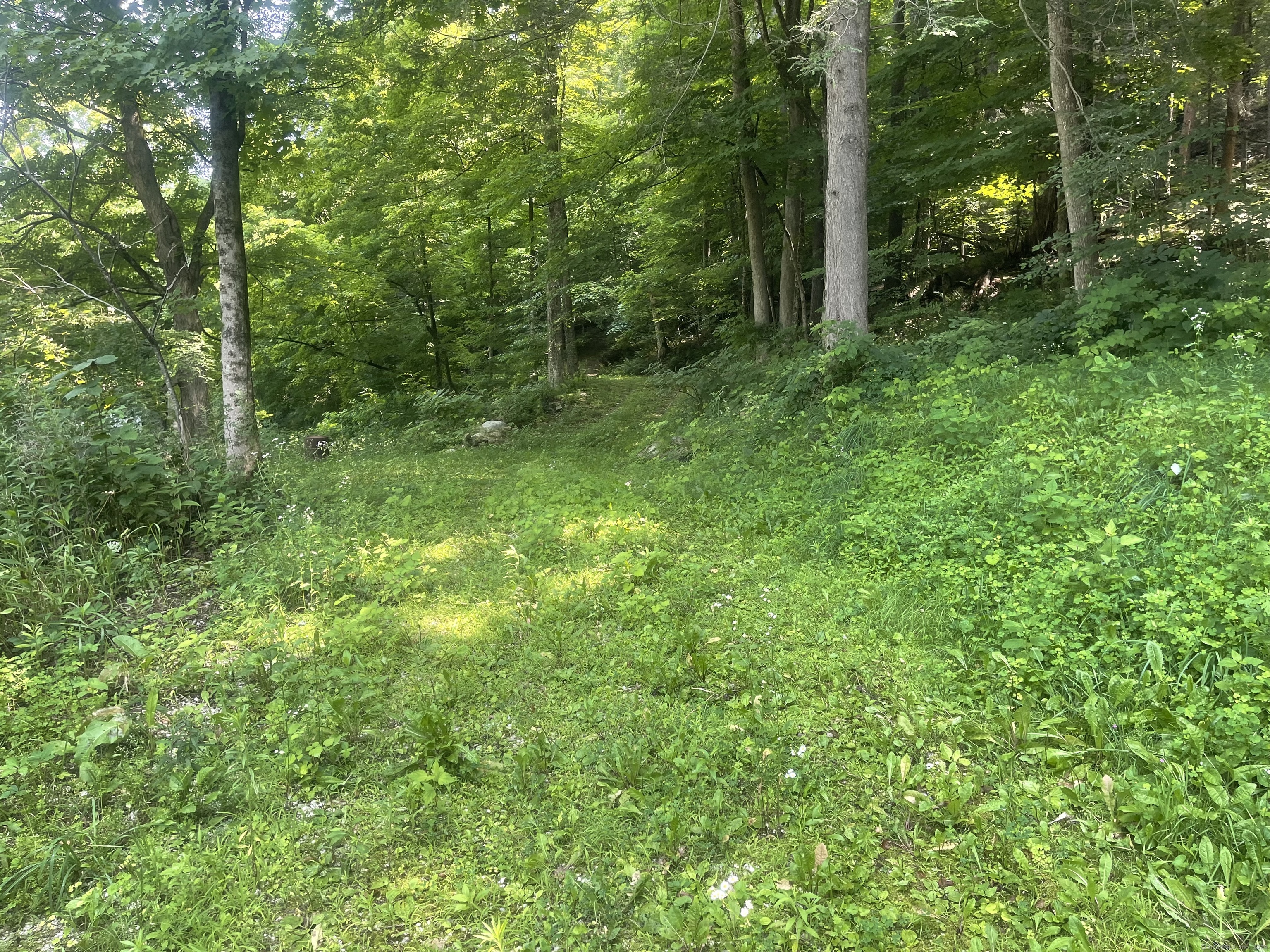 a view of a lush green forest