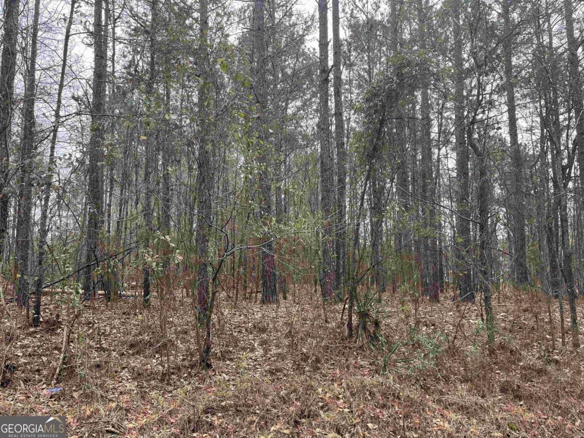 a view of a forest with trees in the background