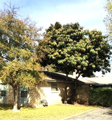 a backyard of a house with lots of tree