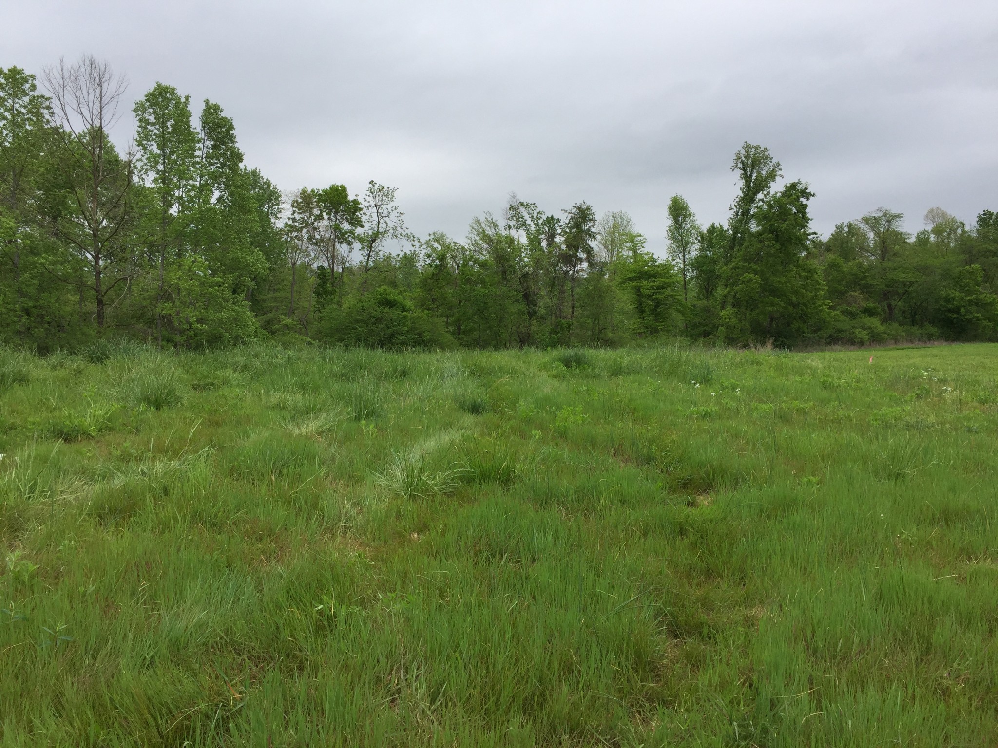 a view of a lush green space