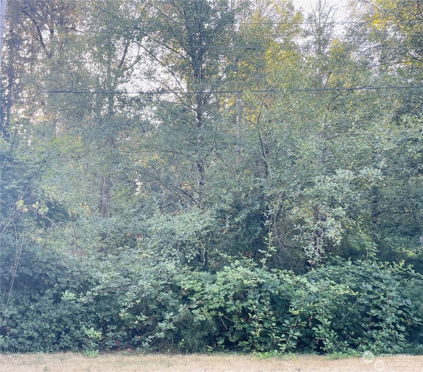 a view of a forest with trees in the background