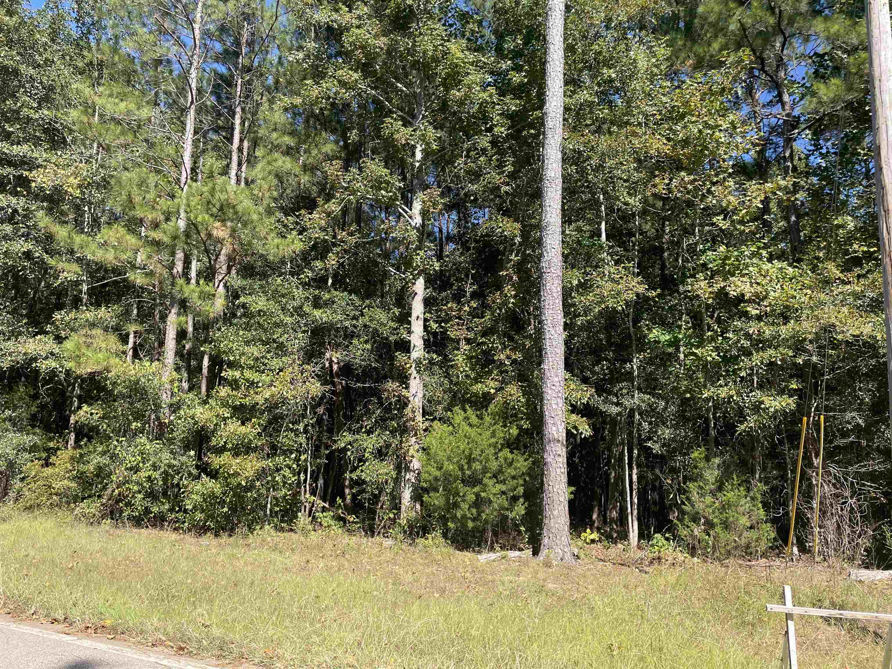 a view of a yard with large trees