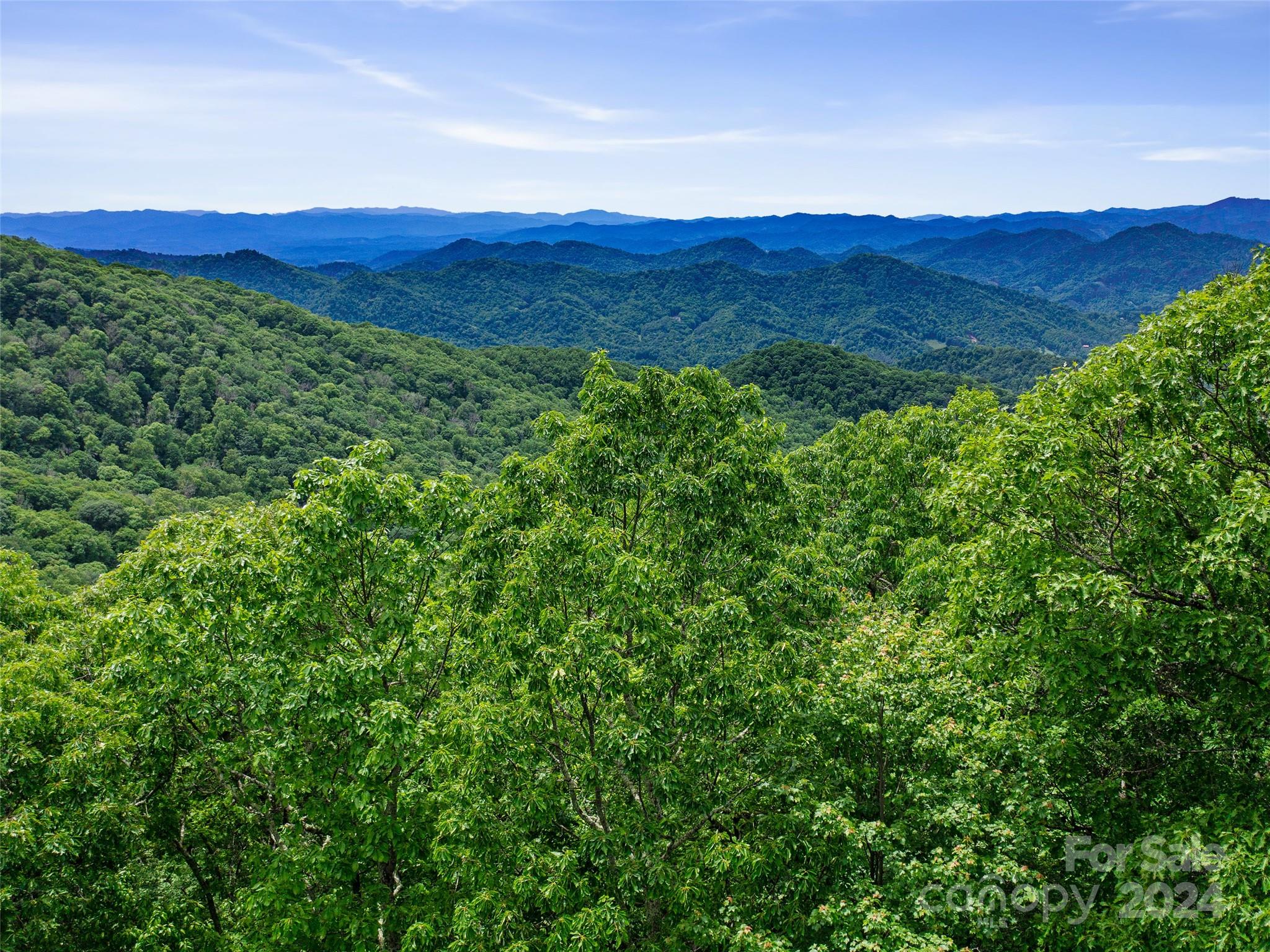 a view of a forest with a mountain