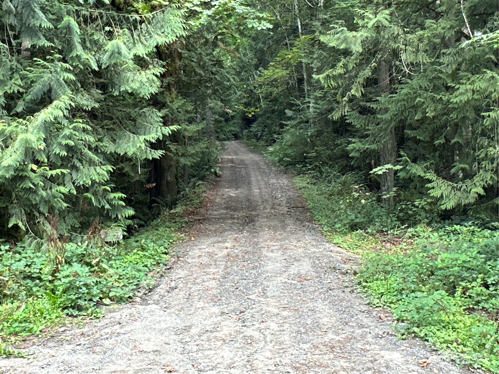 a view of a pathway both side of yard