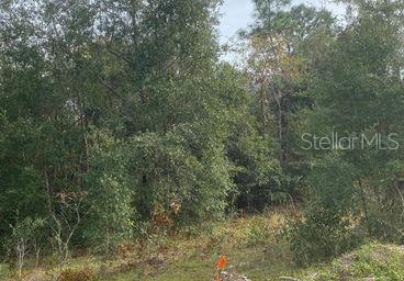 a view of a forest with lots of trees