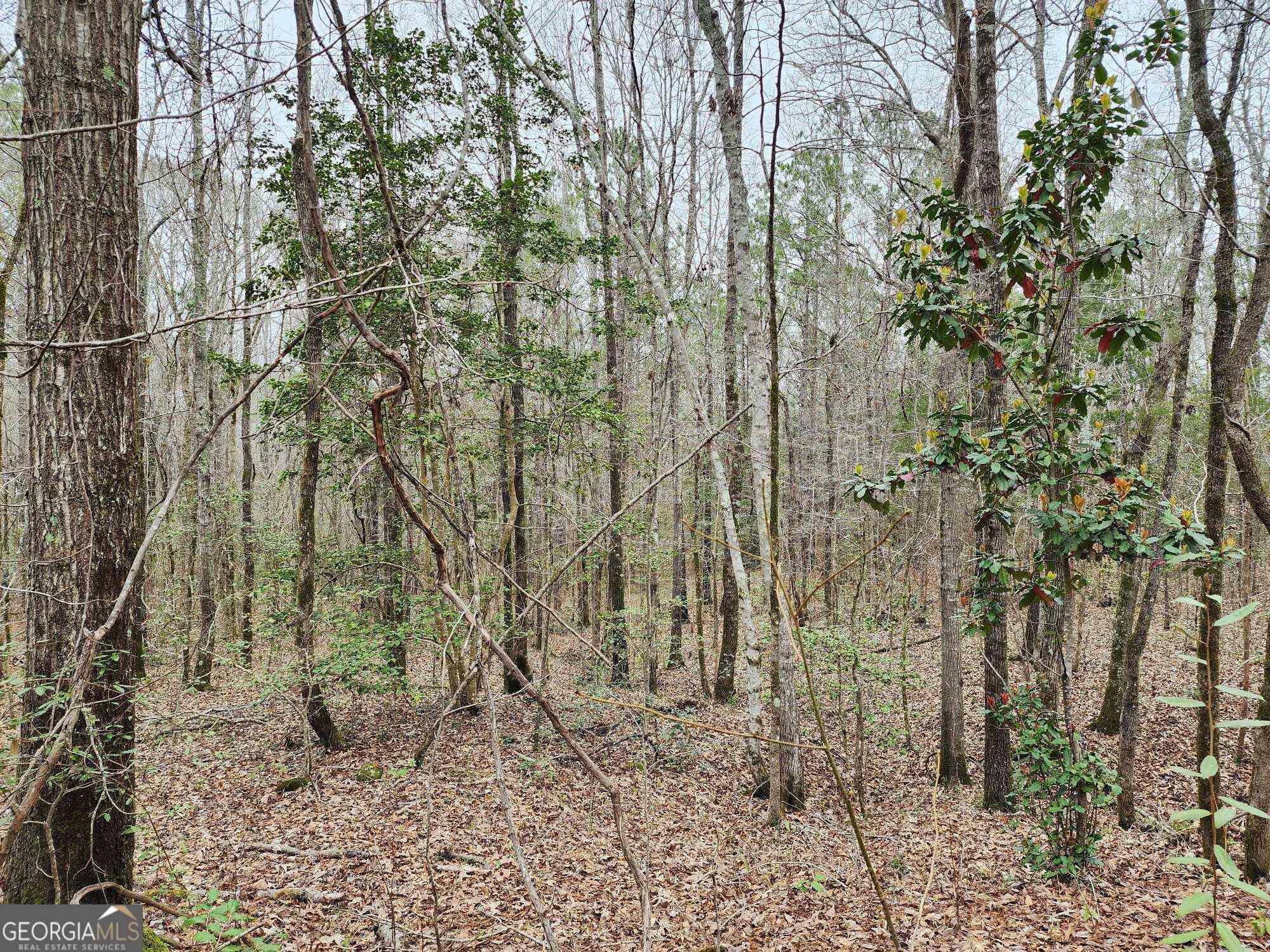 a view of a yard with trees