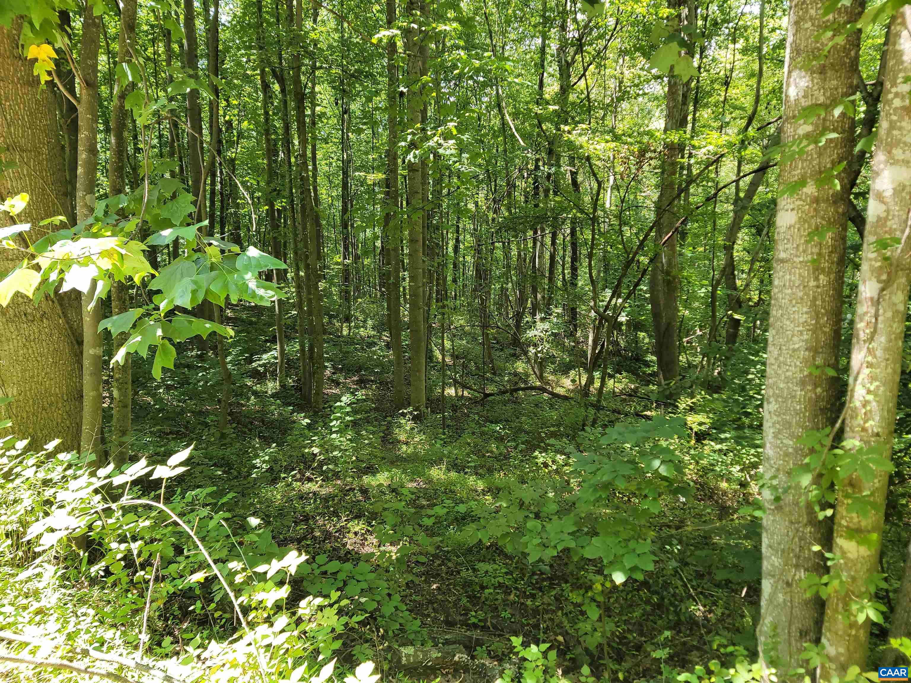 a view of a lush green forest