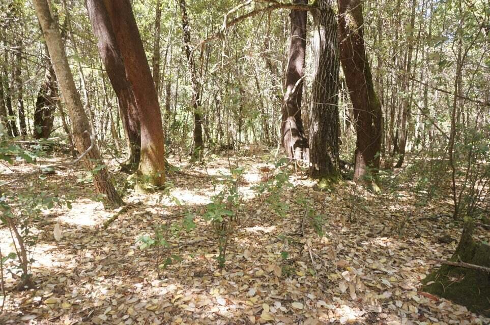 a yard with tall trees