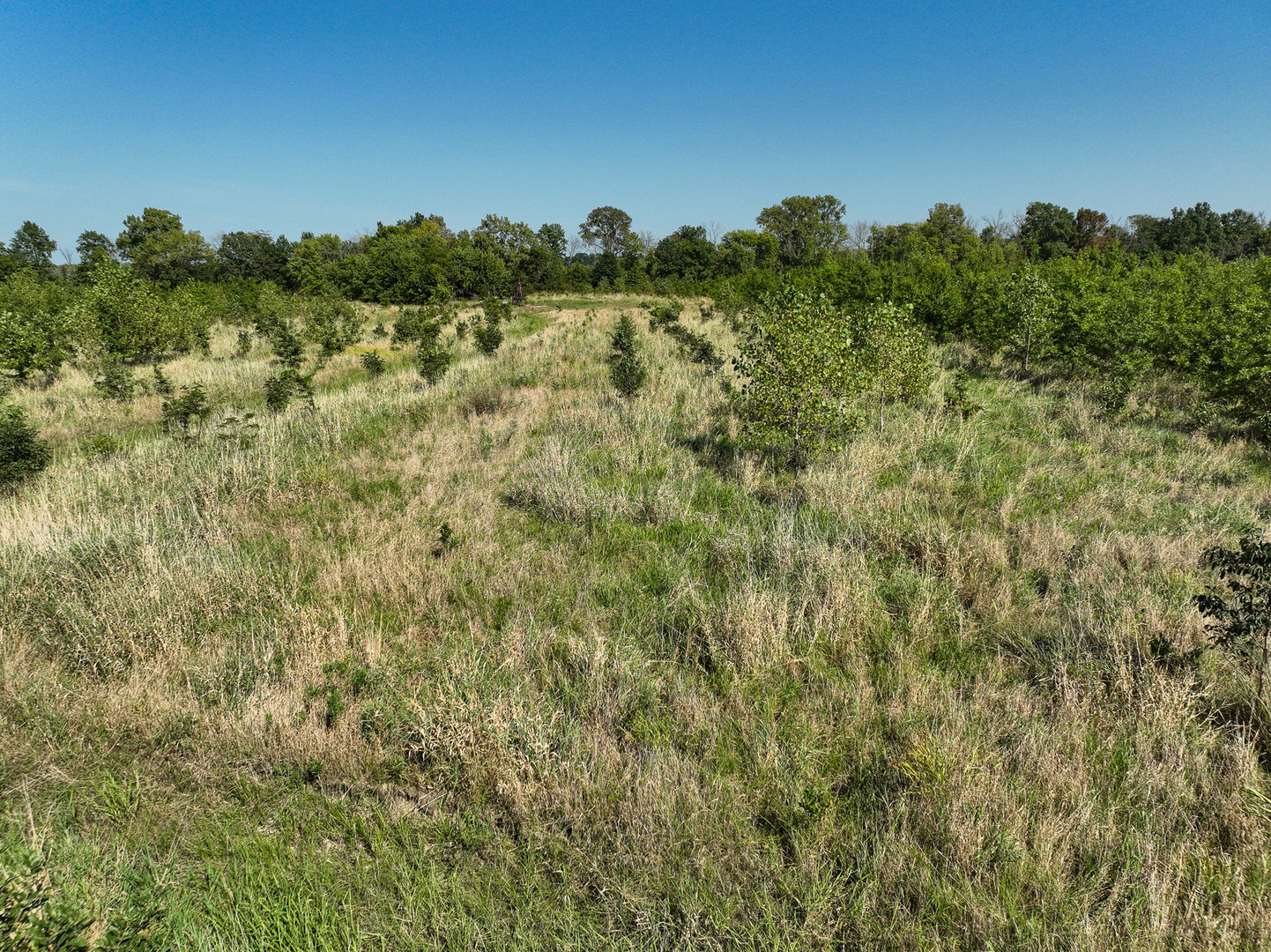 a view of a bunch of trees in a field