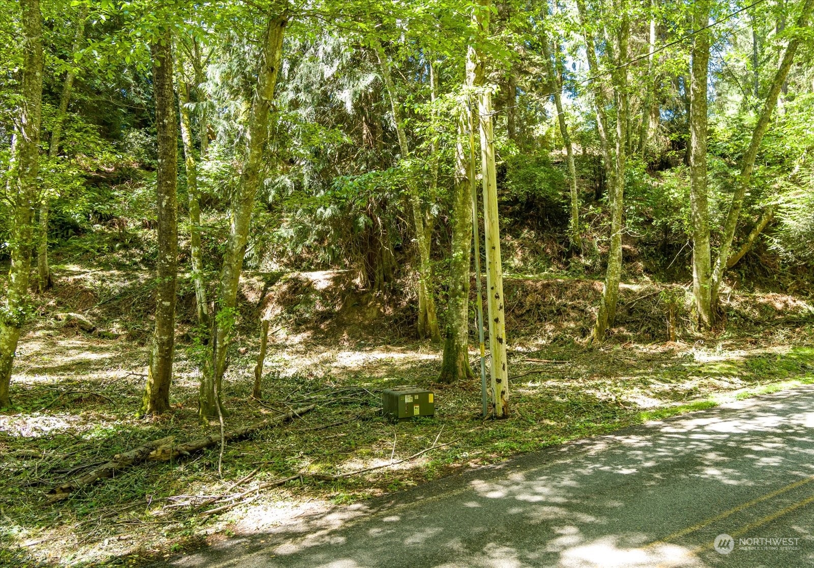 a view of a yard with plants and large trees