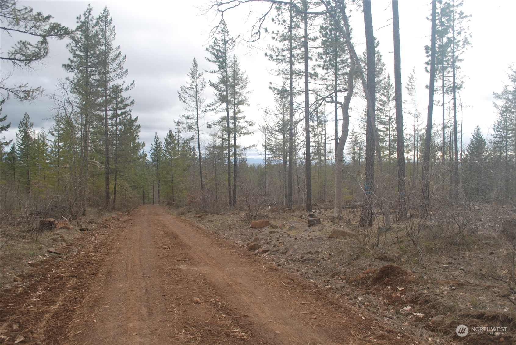 a view of a forest with trees in the background