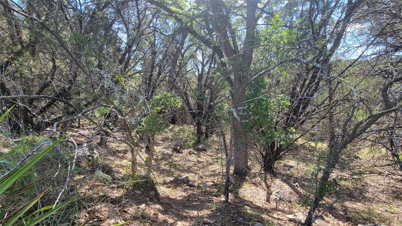 a view of a yard with a tree