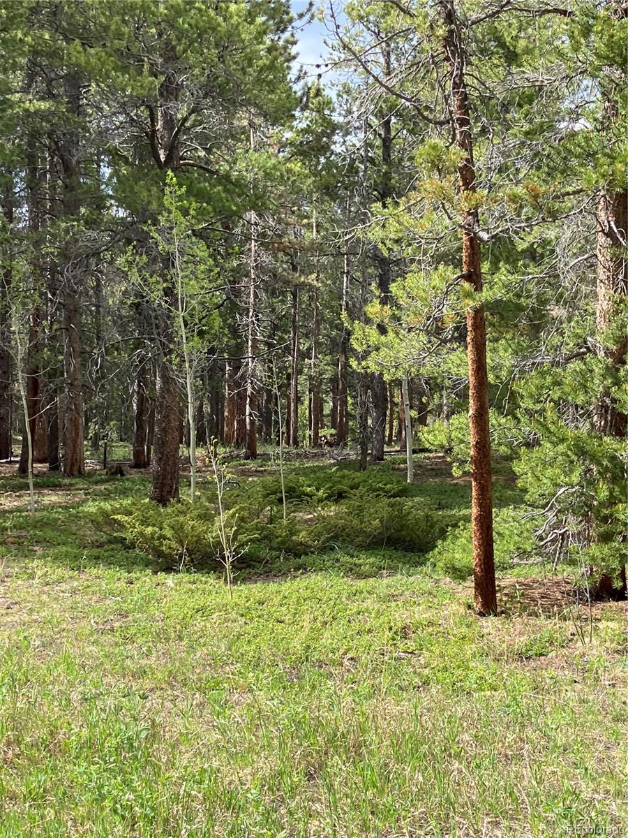 a view of a park with large trees