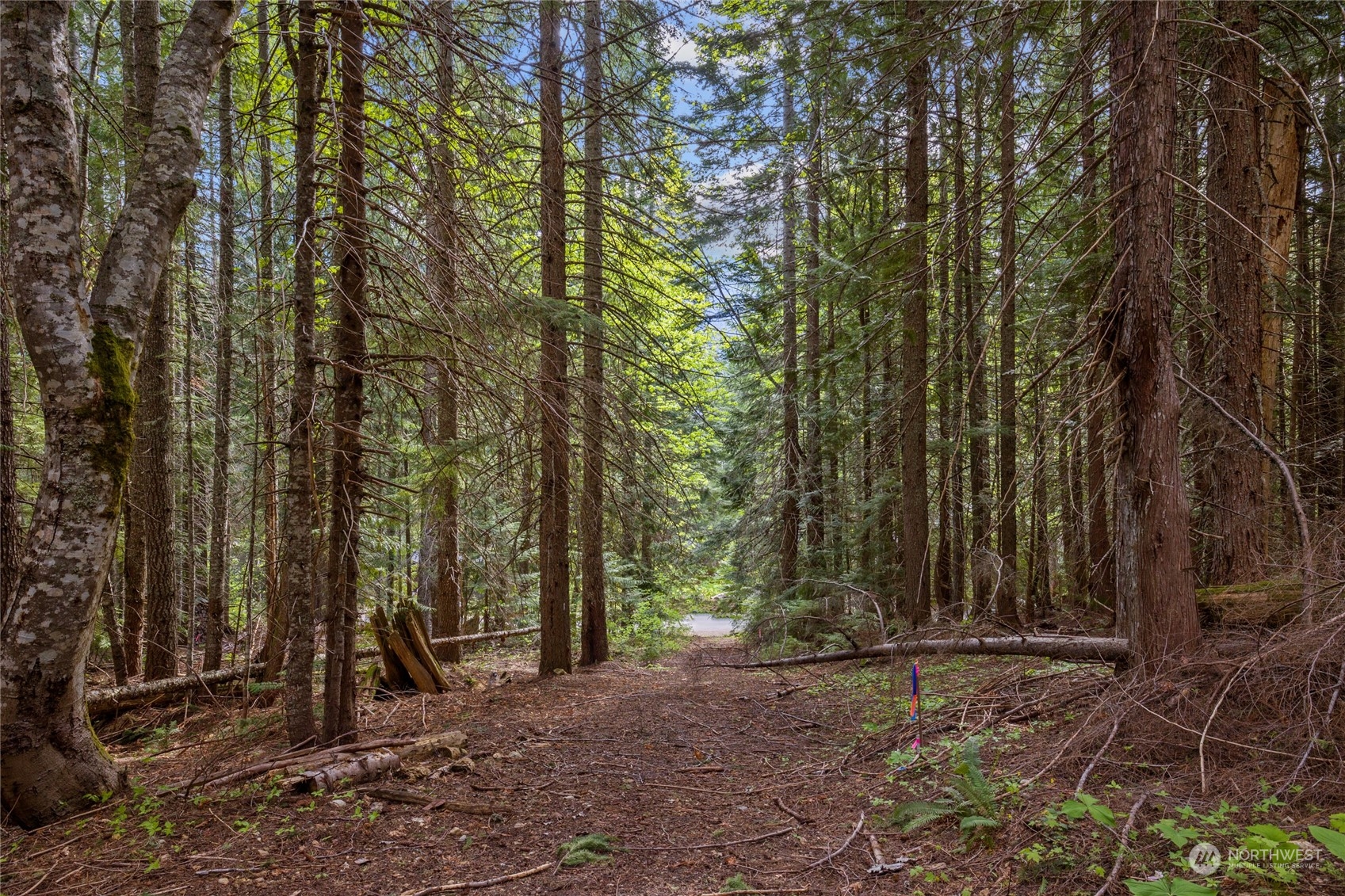 a view of a backyard with trees