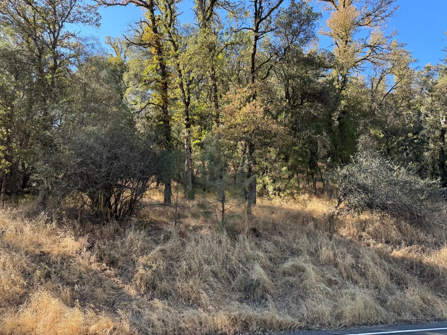 a view of a forest with trees in the background