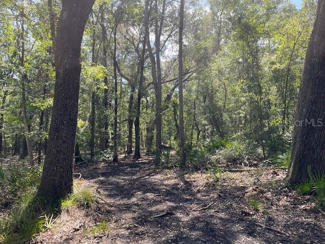 a view of a forest with trees