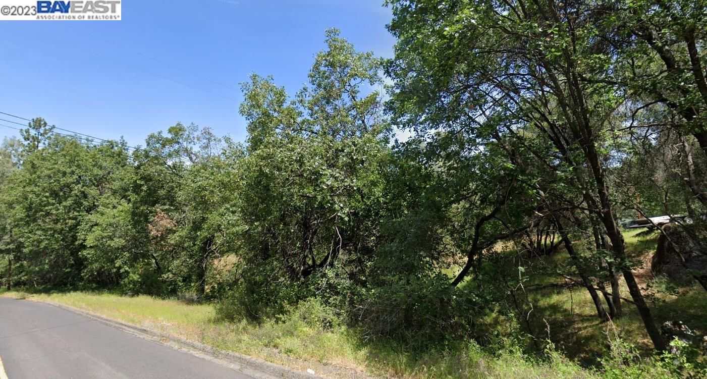 a view of a yard with plants and large trees