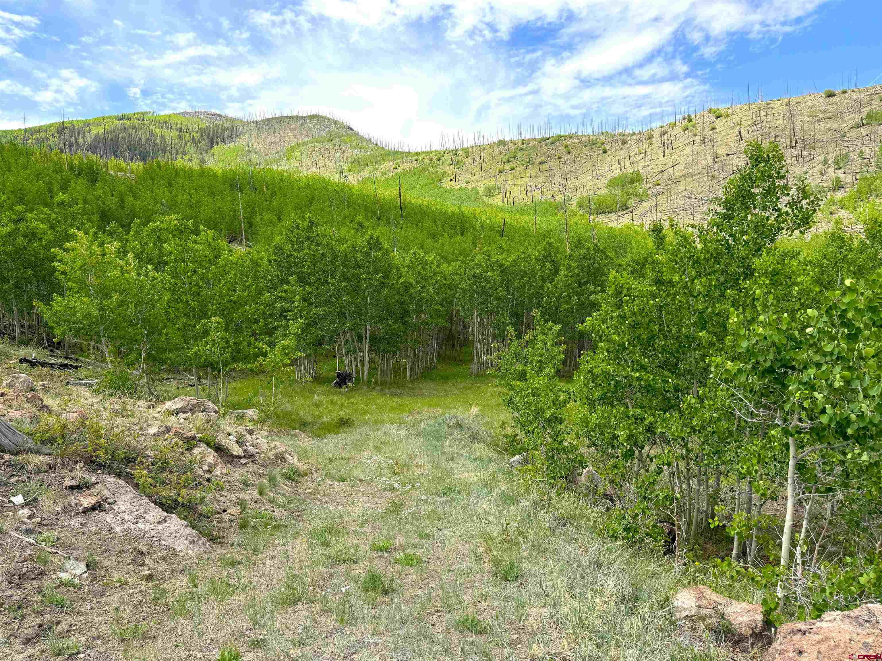 a view of a lush green forest with lots of trees