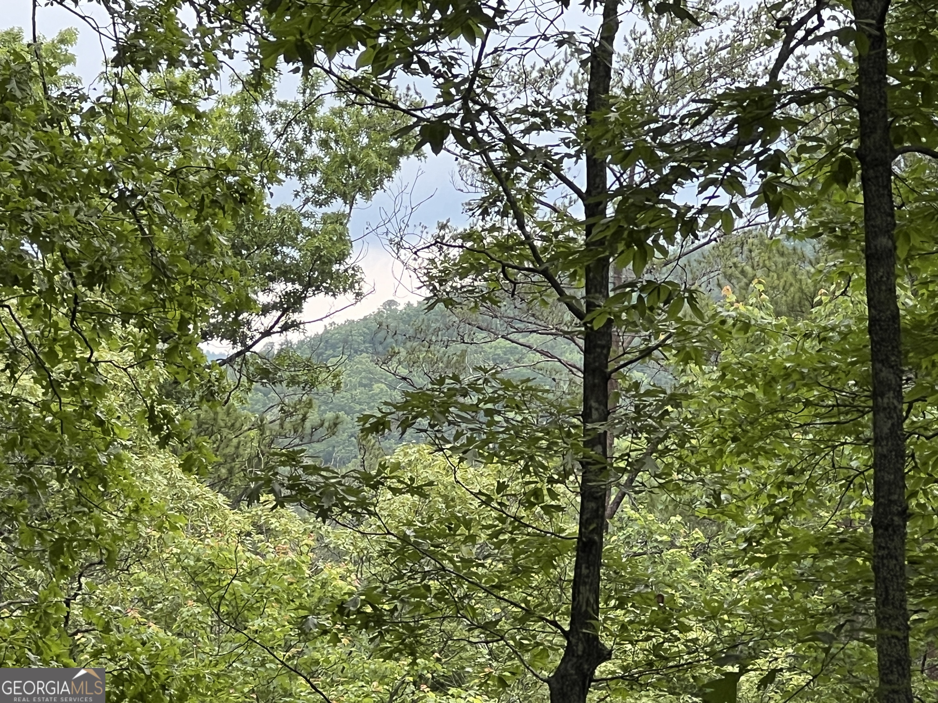 a view of a tree in a yard