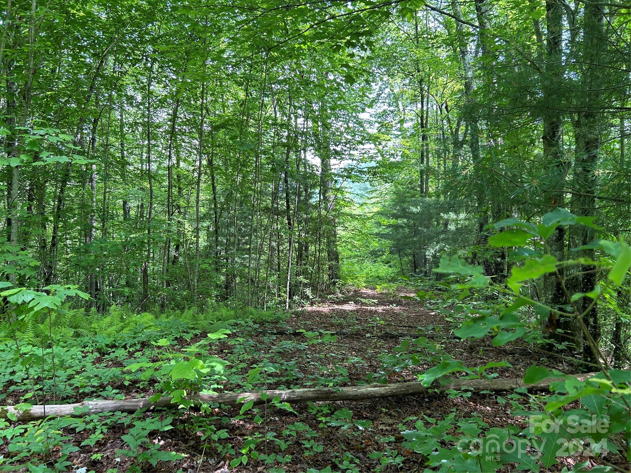 a view of a lush green forest