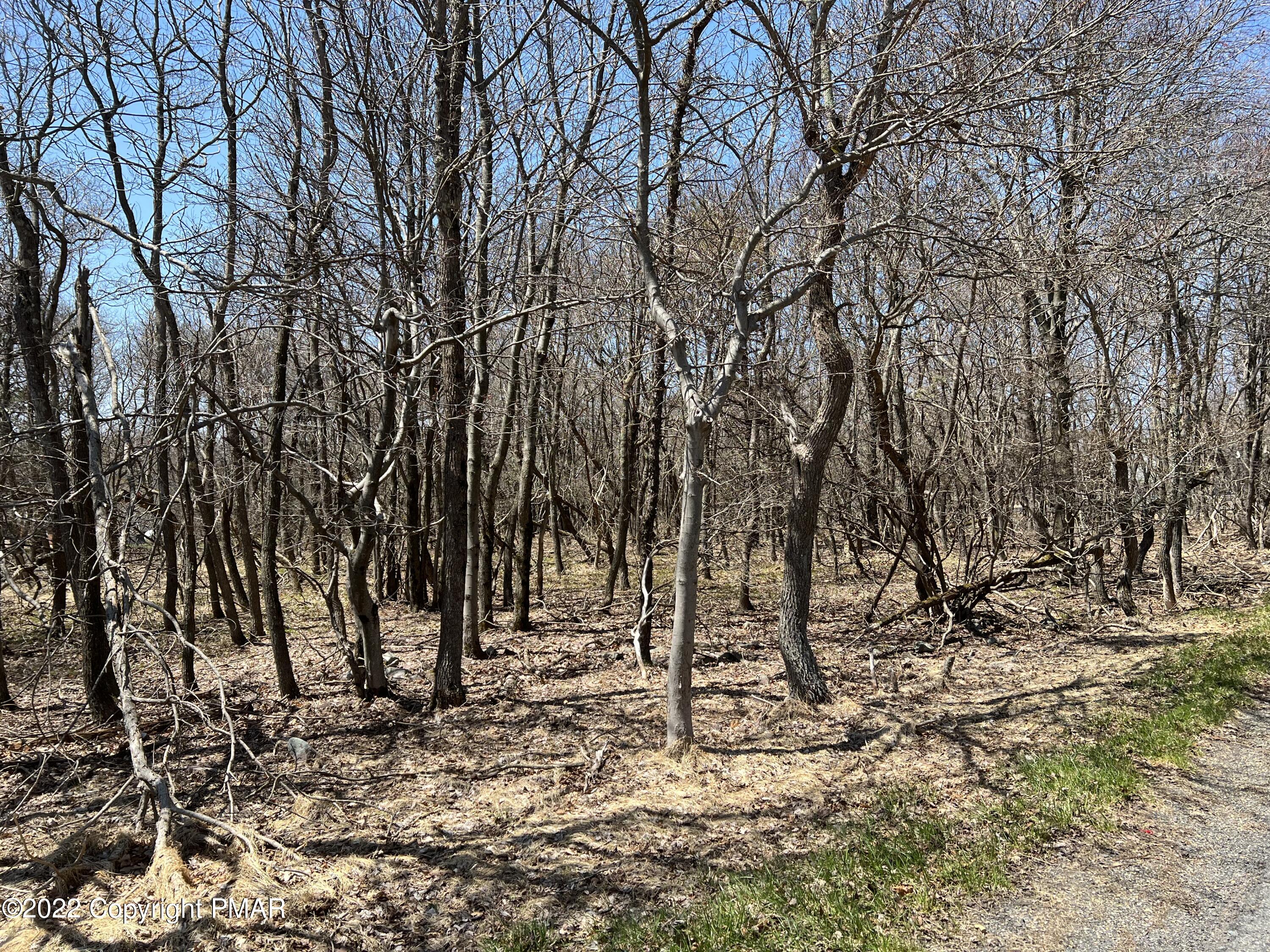 a view of a forest with trees