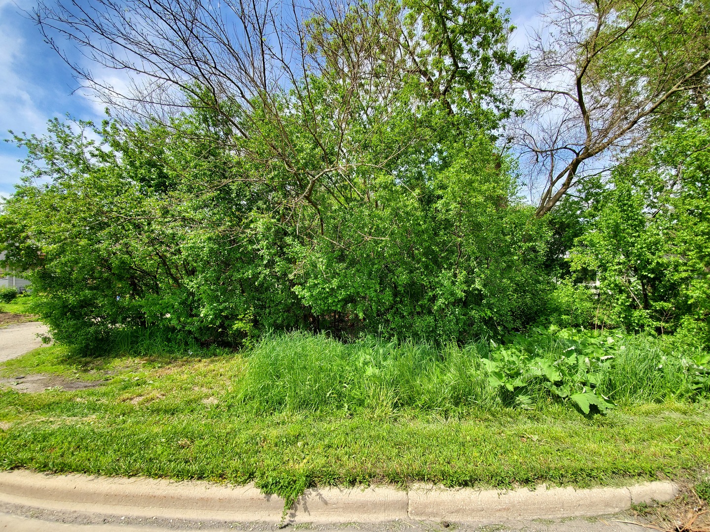 a view of a yard with plants and a large tree