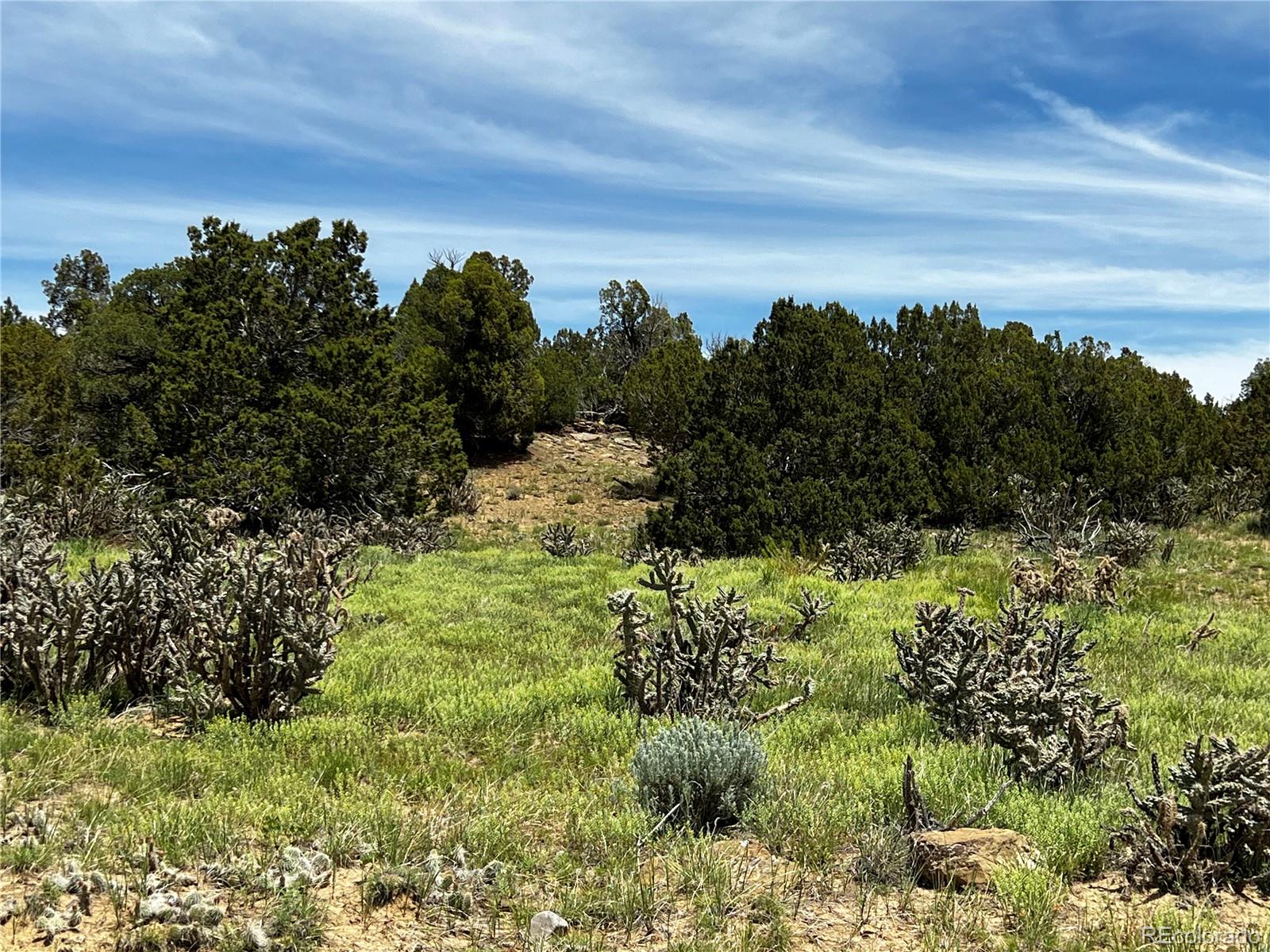 a view of a bunch of trees and bushes