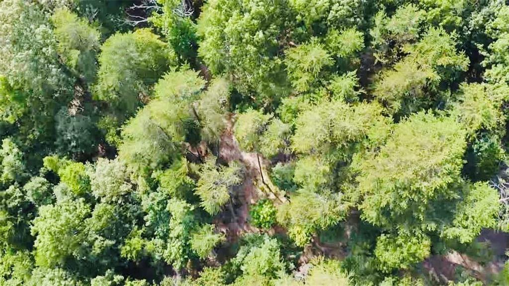 a view of a lush green forest with lots of trees