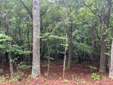 a view of a forest