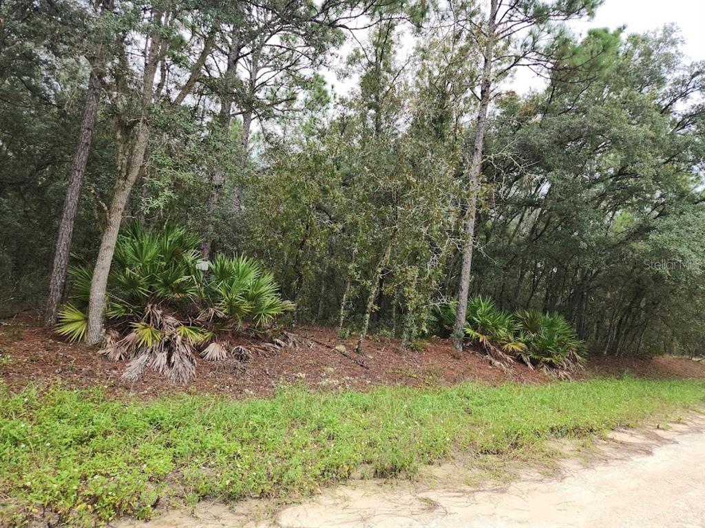 a view of a forest with trees in the background