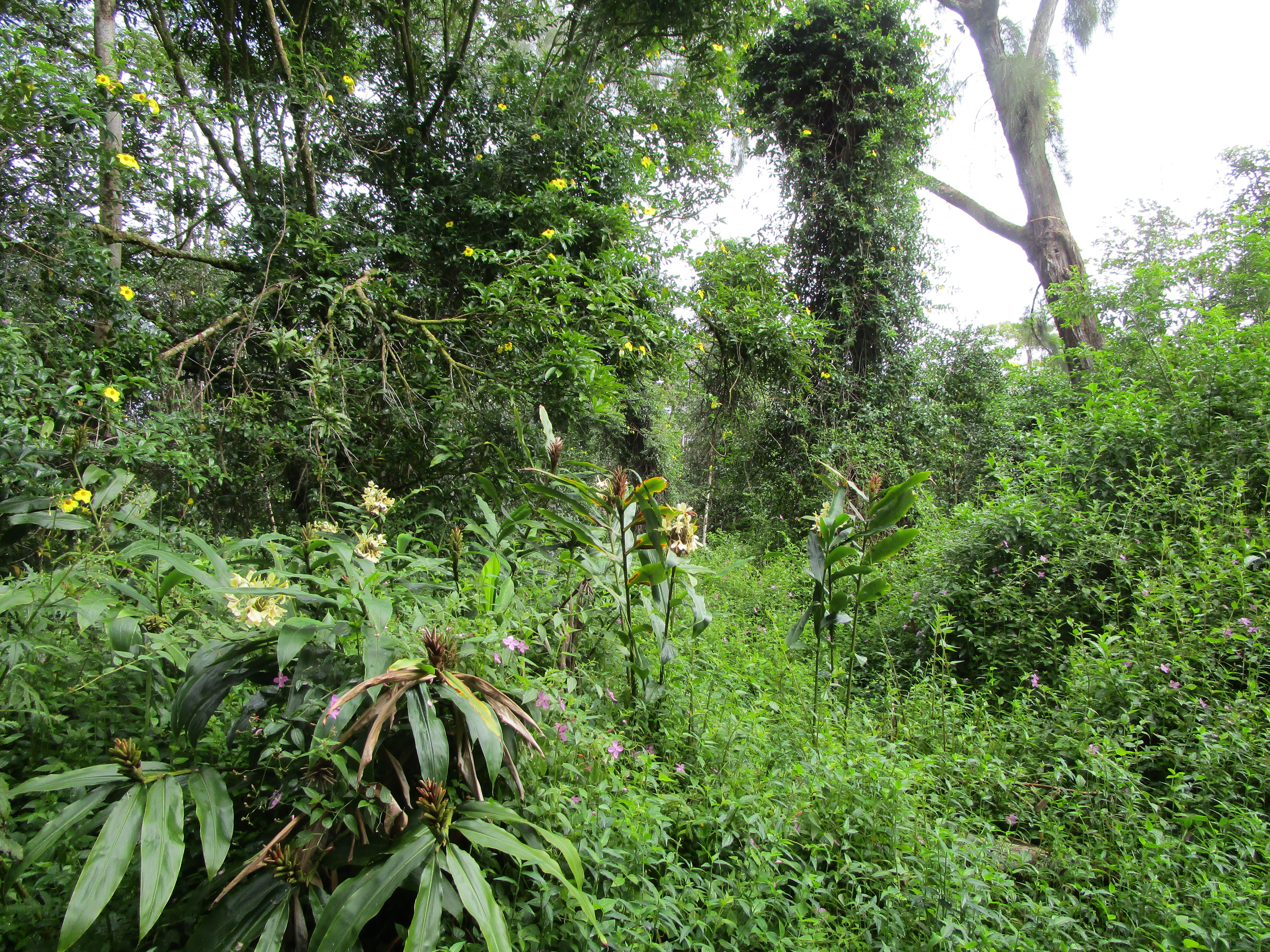 a view of a tree