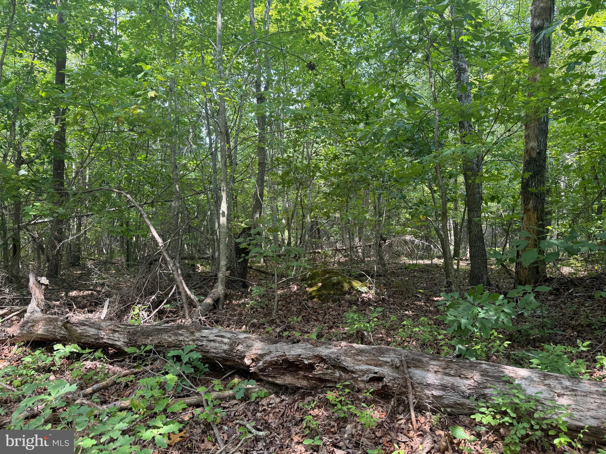 a view of a forest with trees