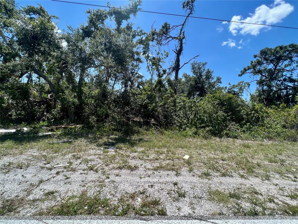 a view of a tree in a yard