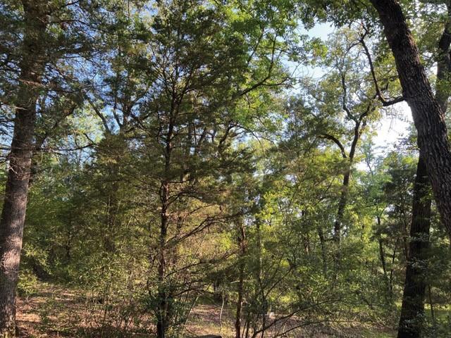 a view of a tree in a yard