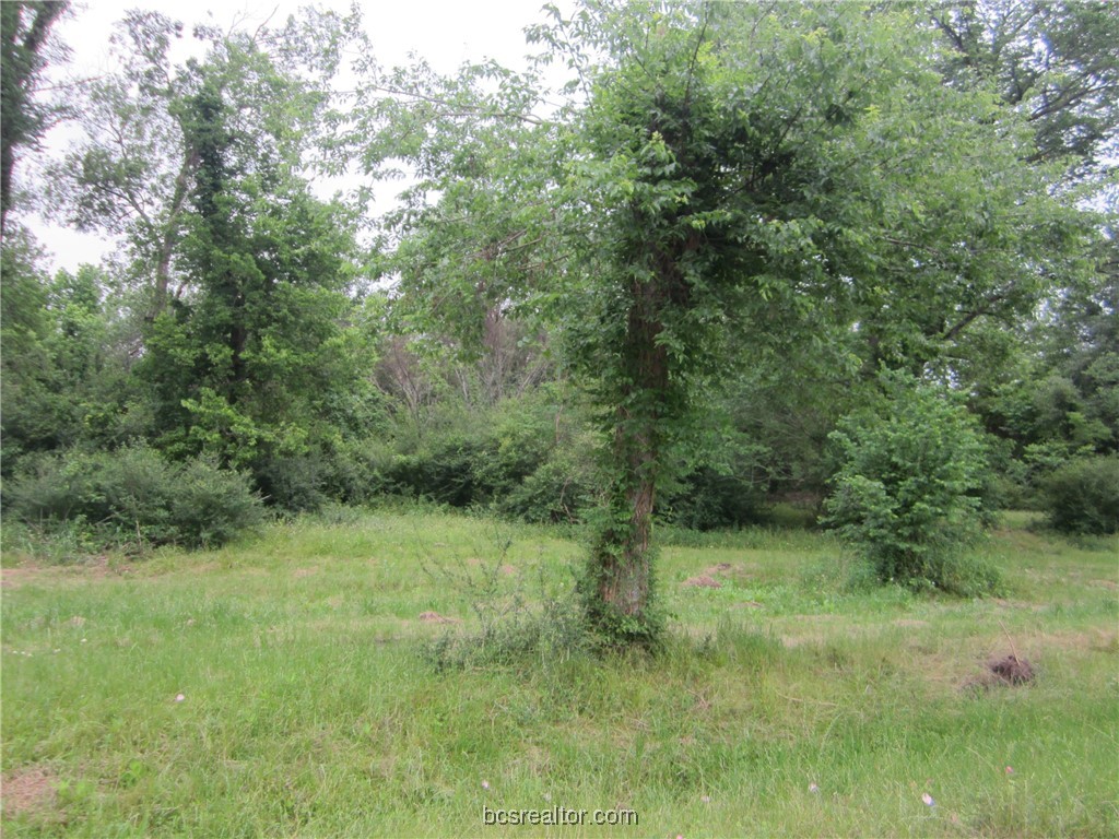 a big yard with lots of green space and plants