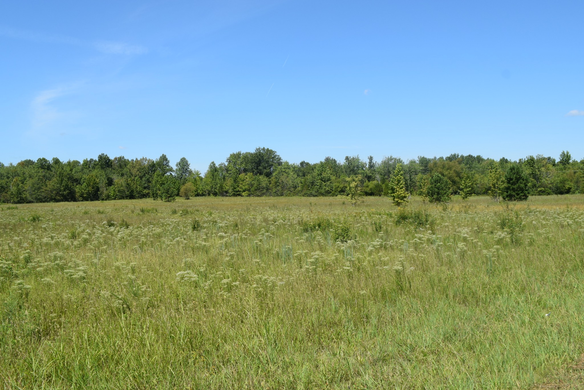 a view of a field with a tree in the background