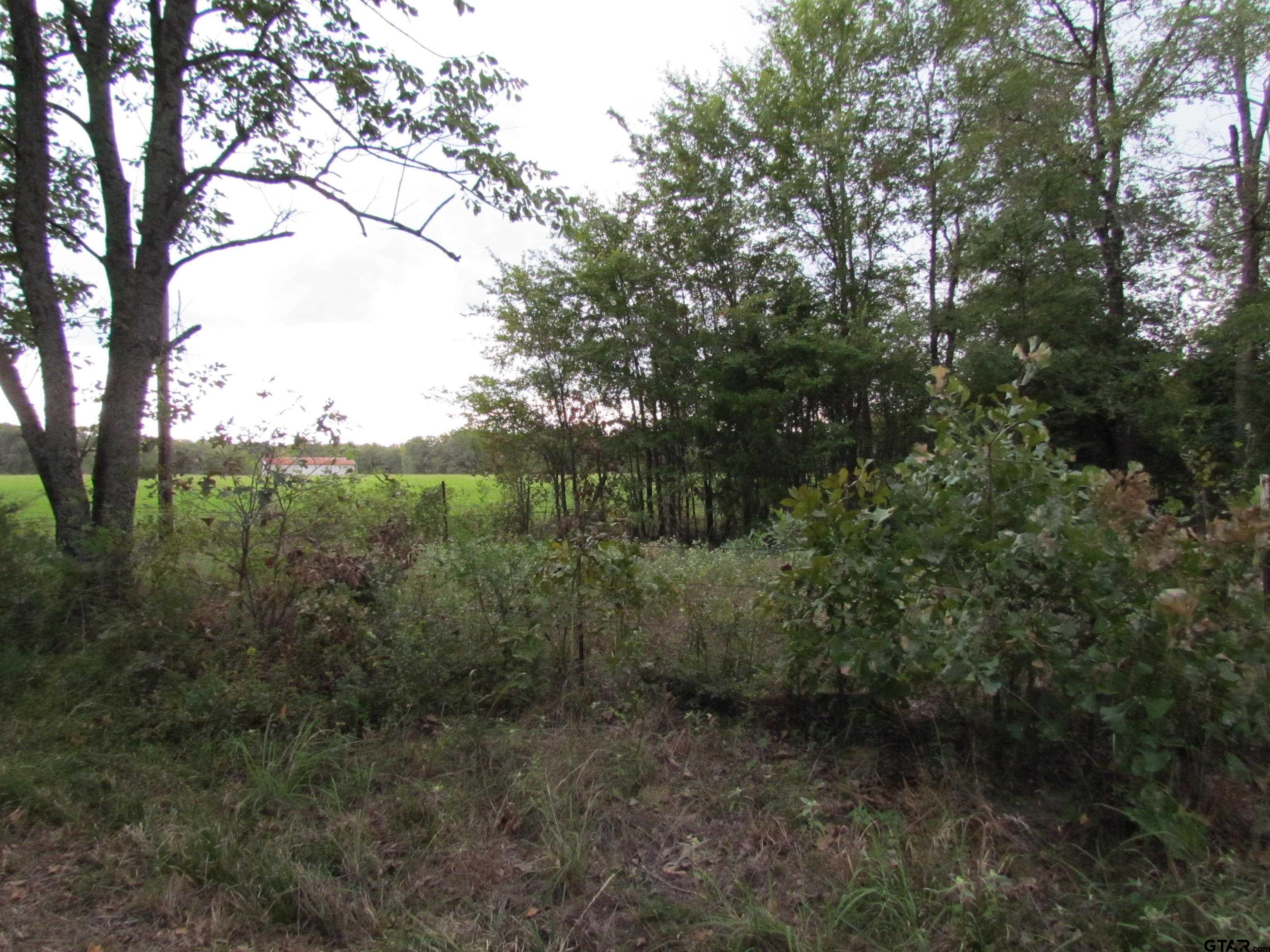 a view of a forest with a tree