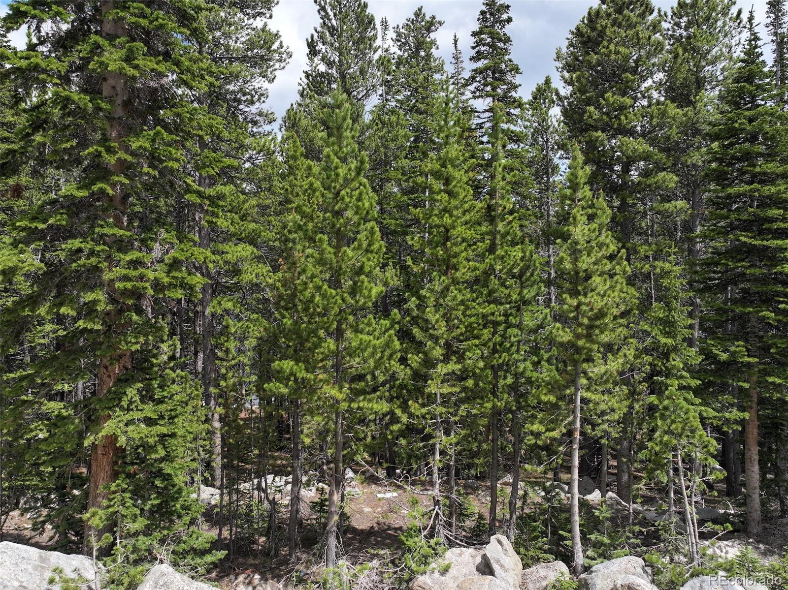 a view of a forest with a tree