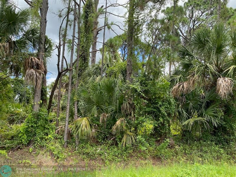 a view of a lush green forest