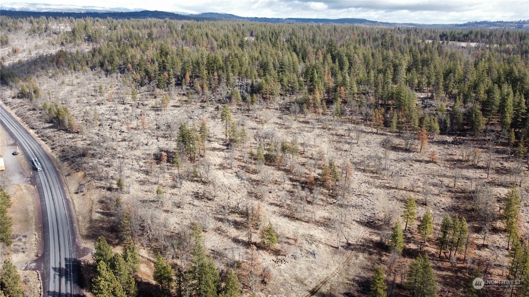 a view of a forest with trees in the background