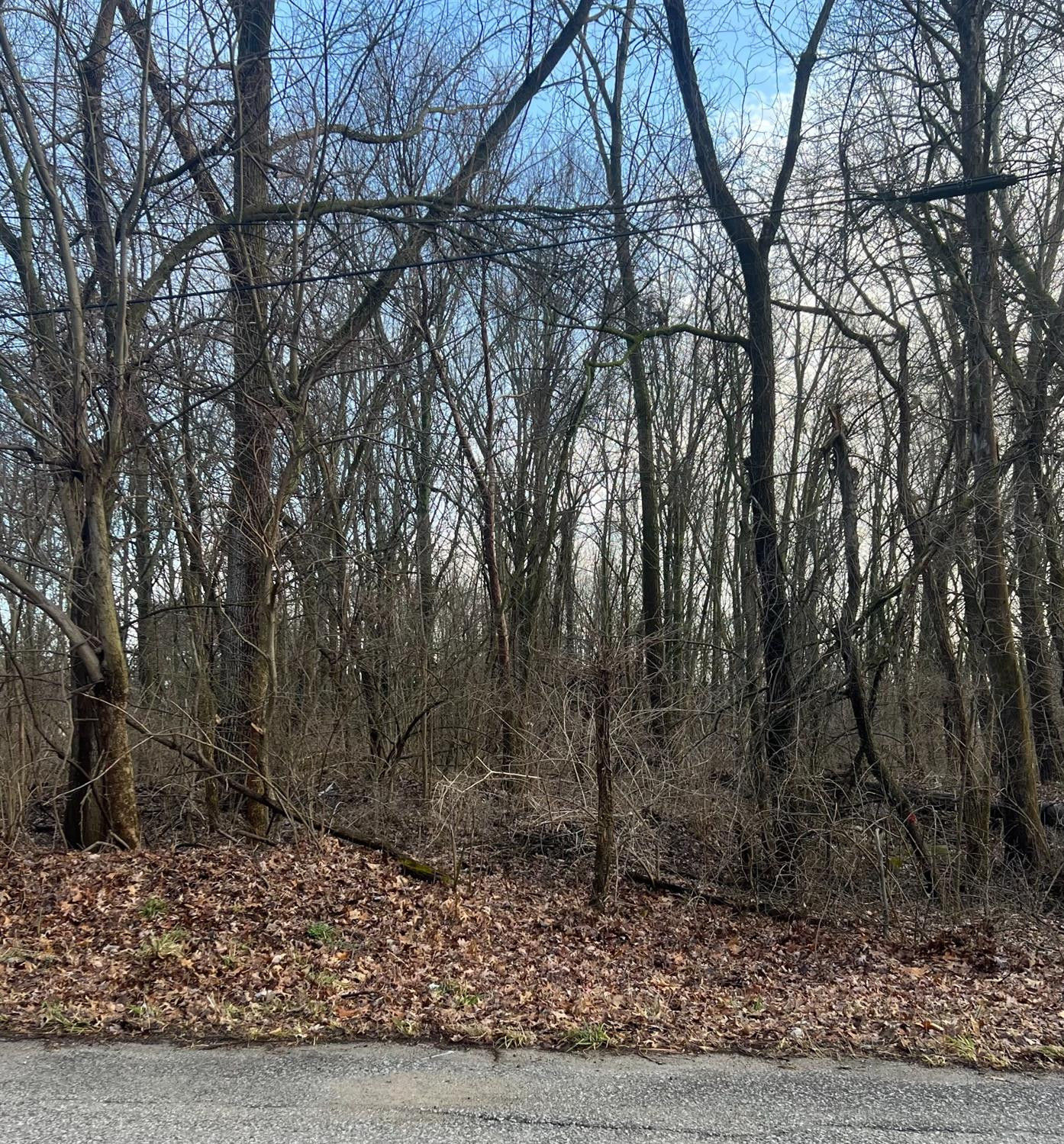 a view of a yard with large trees