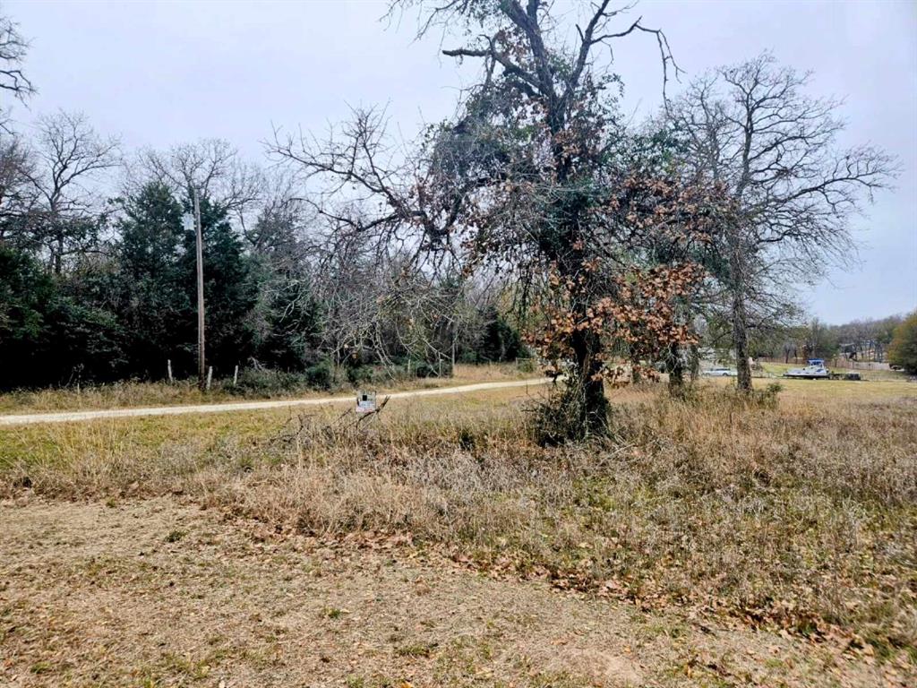 a view of a yard with large trees