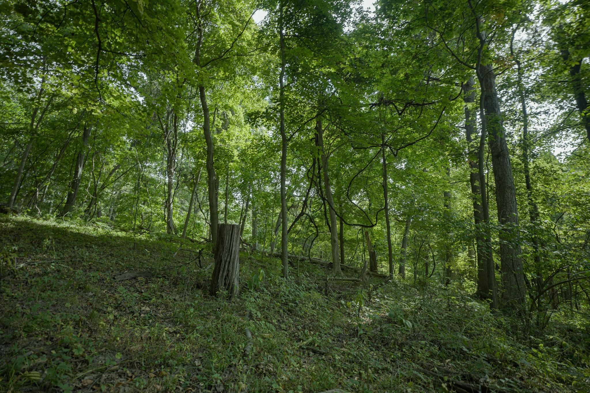 a view of outdoor space and green space