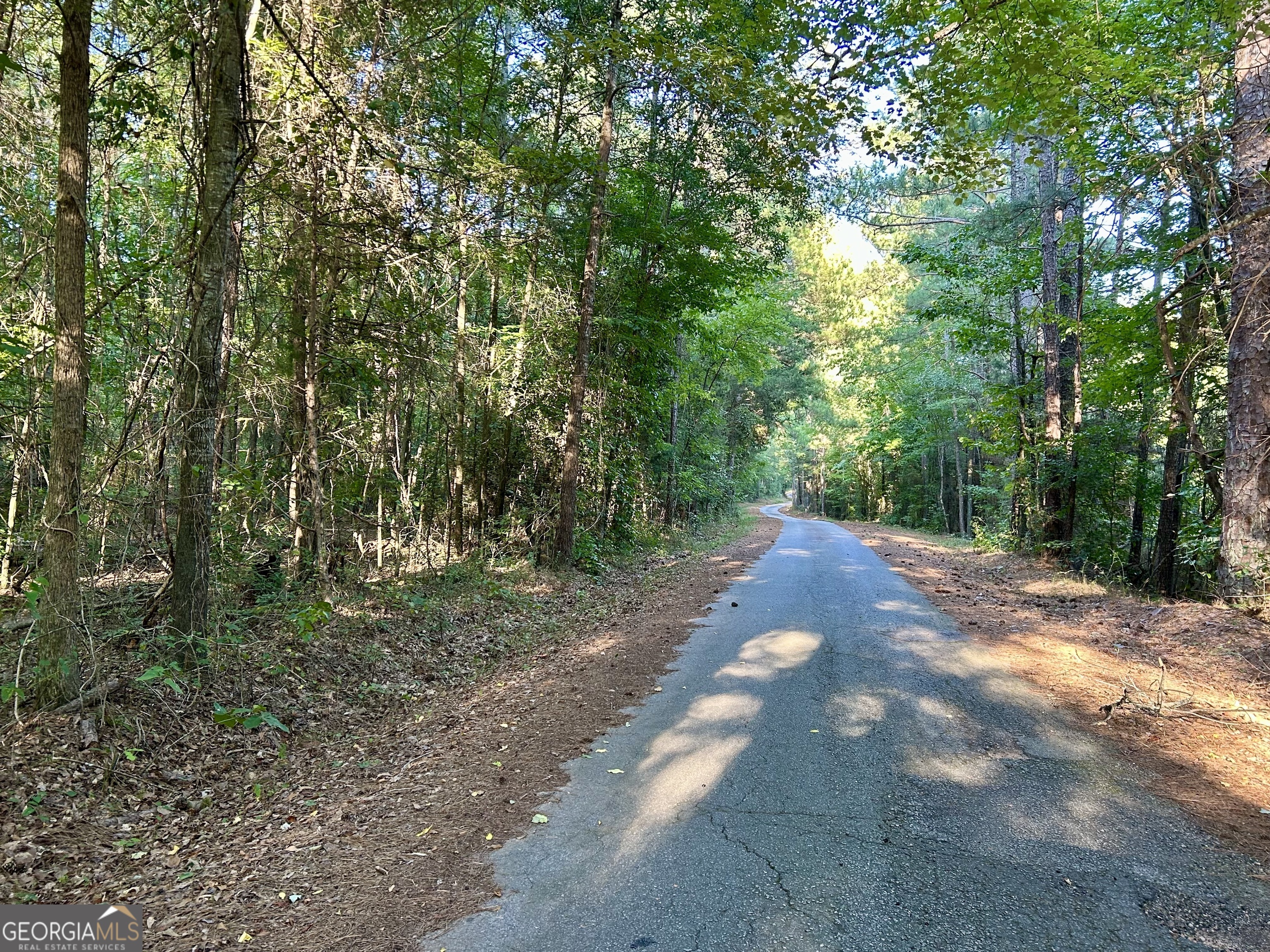 a view of a forest with trees