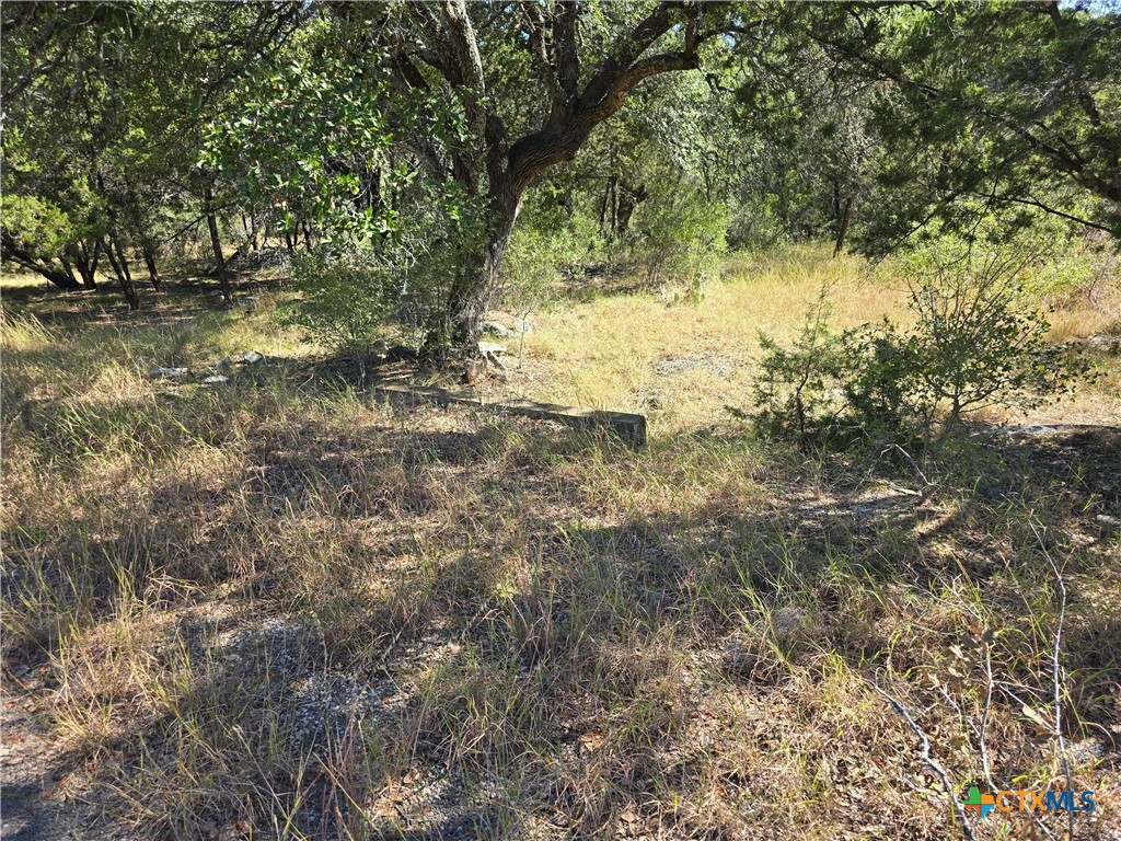 a view of a yard with large trees