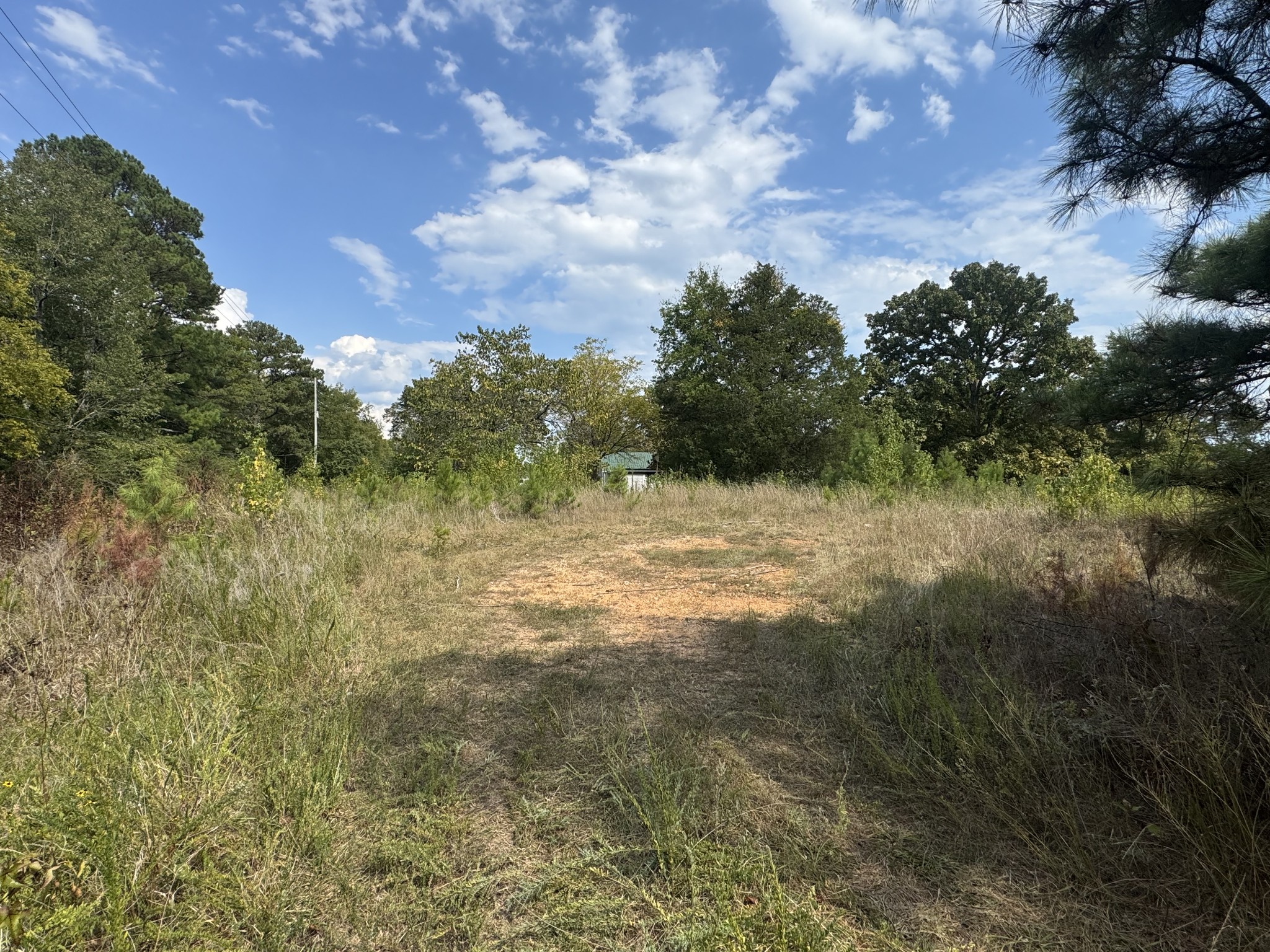 a view of a yard with plants and trees