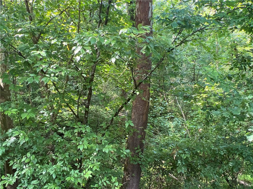 a map view of a tree