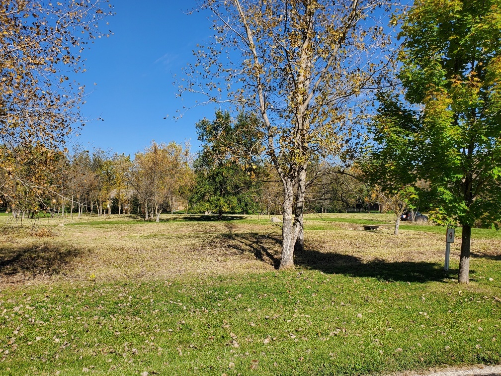 a view of a yard with an trees