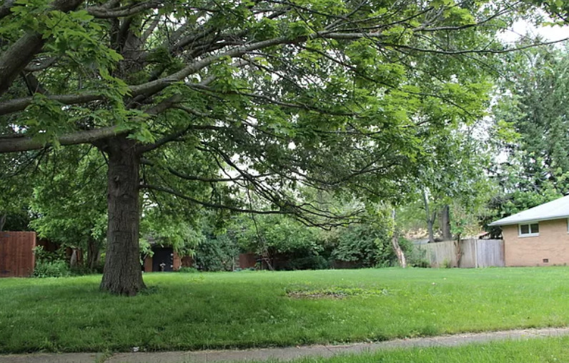 a view of a tree in a yard