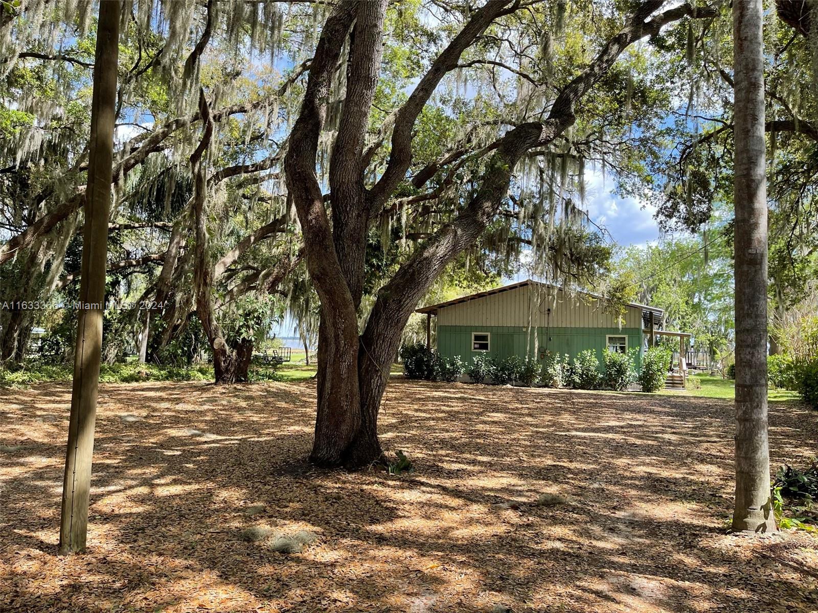 a tree in the middle of a yard